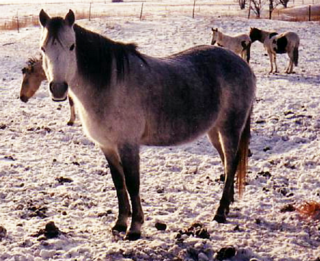 <span class="mw-page-title-main">Canadian Rustic Pony</span> Breed of horse