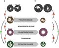 Image 39Schematic representation of the changes in abundance between trophic groups in a temperate rocky reef ecosystem. (a) Interactions at equilibrium. (b) Trophic cascade following disturbance. In this case, the otter is the dominant predator and the macroalgae are kelp. Arrows with positive (green, +) signs indicate positive effects on abundance while those with negative (red, -) indicate negative effects on abundance. The size of the bubbles represents the change in population abundance and associated altered interaction strength following disturbance. (from Marine food web)