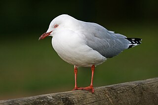 <i>Chroicocephalus</i> Genus of birds