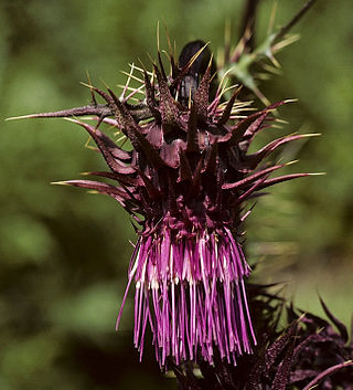 <i>Cirsium vinaceum</i> Species of thistle