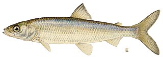 <span class="mw-page-title-main">Cisco (fish)</span> Group of fishes