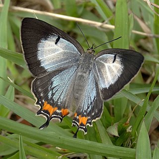 <i>Jalmenus evagoras</i> Species of butterfly