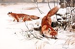 Common foxes in the snow (1893) oleh Wilhelm Kuhnert.