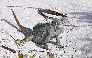 <span class="mw-page-title-main">Turks and Caicos rock iguana</span> Species of lizard