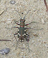 Cicindela hybrida