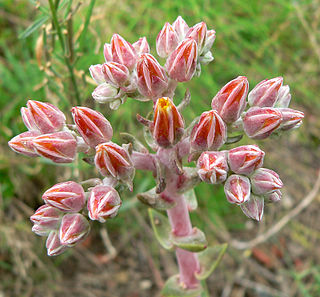 <i>Dudleya palmeri</i> Species of succulent