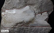 Lower jaw plate of Eastmanosteus pustulosus from the Middle Devonian of Wisconsin Eastmanosteus pustulosus.jpg