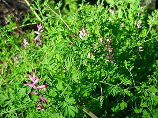 <i>Fumaria muralis</i> Species of plant in the poppy family