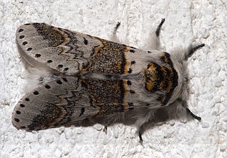 <span class="mw-page-title-main">Notodontidae</span> Moth family known as prominents