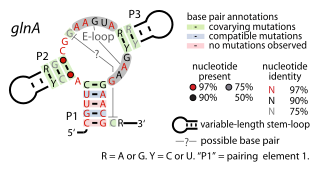 <span class="mw-page-title-main">Glutamine riboswitch</span> Glutamine-binding RNA structure