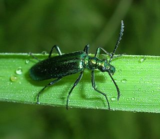 <span class="mw-page-title-main">Prionoceridae</span> Family of beetles