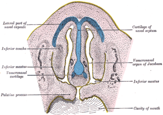 <span class="mw-page-title-main">Vomeronasal organ</span> Smell sense organ above the roof of the mouth