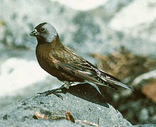 Gray-crowned rosy-finch GreyCrownRosyfinch23.jpg