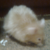 Hamster2