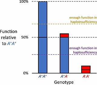 <span class="mw-page-title-main">Haploinsufficiency</span> Concept in genetics