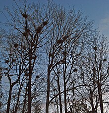 Heronry in Stanley Park, Vancouver, British Columbia, Canada. Heronry.jpg