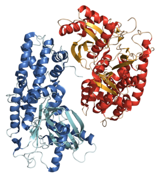 <span class="mw-page-title-main">Hexokinase</span> Class of enzymes