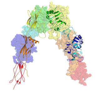 <span class="mw-page-title-main">Insulin receptor</span> Cell receptor found in humans