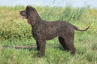 <span class="mw-page-title-main">Irish Water Spaniel</span> Dog breed