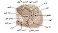 أعضاء الجهاز التناسلي الأنثوي