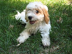 Chiot Cavoodle