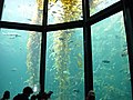 蒙特瑞灣水族館展示的海藻林