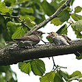 Adult with fledged juvenile; Niedersachsen, Germany