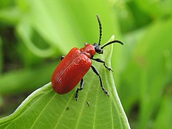 Liljebille (Lilioceris lilii)