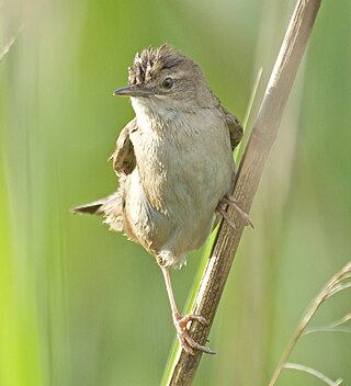 <span class="mw-page-title-main">Savi's warbler</span> Species of bird