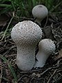 Peido de lobo (Lycoperdon perlatum)