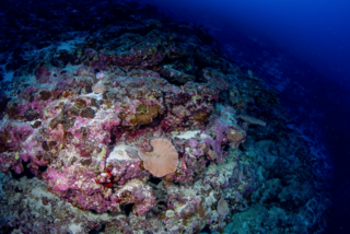 <span class="mw-page-title-main">Mesophotic coral reef</span>