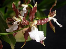 Miltonia cuneata
This is the hardest to grow among all Miltonia species, however, as all the others are very easy, this one is not really difficult. This is the one species that needs cooler conditions. Miltonia cuneata.jpg