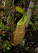 Nepenthes gracillima