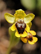 Ophrys lutea