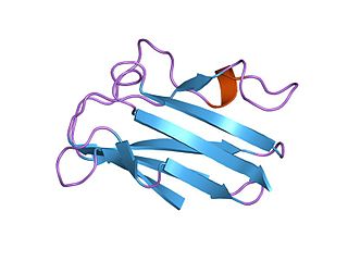 <span class="mw-page-title-main">Plastocyanin family of copper-binding proteins</span>