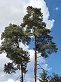 Čeština: Přírodní park Manětínská. Okres Plzeň-sever, Česká republika.