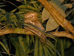 Description de l'image Palawan Frogmouth.jpg.