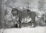 Tigre Caspiarra