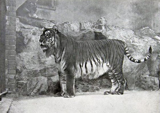 Caspian tiger (Panthera tigris virgata)