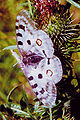 Parnassius apollo