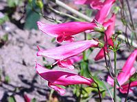 Penstemon barbatus