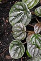 Peperomia griseoargentea