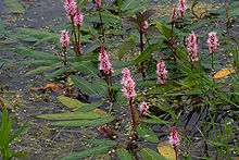 photographie représentant la renouée amphibie