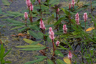 <i>Persicaria amphibia</i> Species of plant