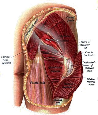 <span class="mw-page-title-main">Piriformis muscle</span> Hip muscle in the lateral rotator group