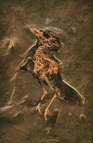 <span class="mw-page-title-main">Zygodactylidae</span> Extinct family of birds