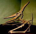 Pteranodon longiceps in resting pose