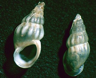 Rissooidea Superfamily of gastropods