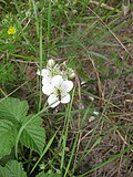 Thumbnail for File:Ruhland, Grenzstr., Waldrand zur Autobahn, Gewöhnlicher Scheinbockkäfer auf Brombeerblüte, Frühsommer, 02.jpg