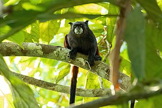 <span class="mw-page-title-main">Brown-mantled tamarin</span> Species of New World monkey